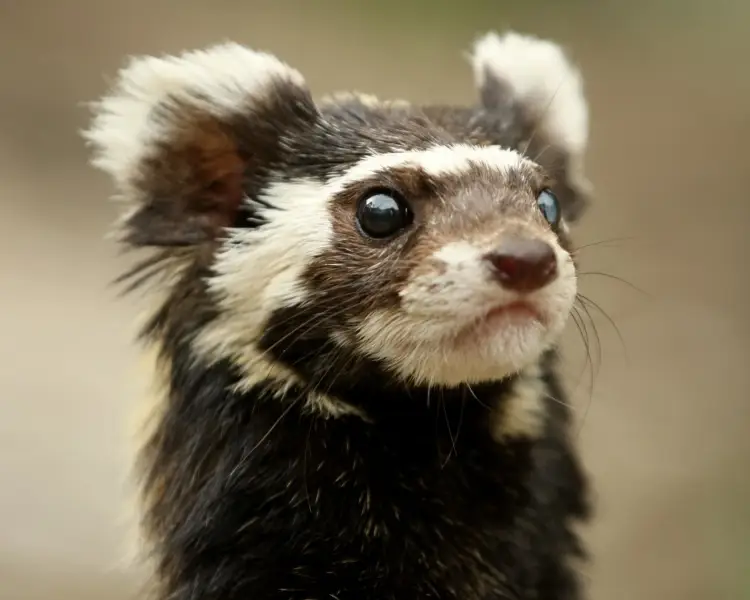 CampbellxEmma's tweet photo. Just found out about marbled polecats and I'm in love https://t.co/j8gQYvNEuW