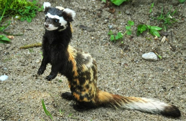 CampbellxEmma's tweet photo. Just found out about marbled polecats and I'm in love https://t.co/j8gQYvNEuW