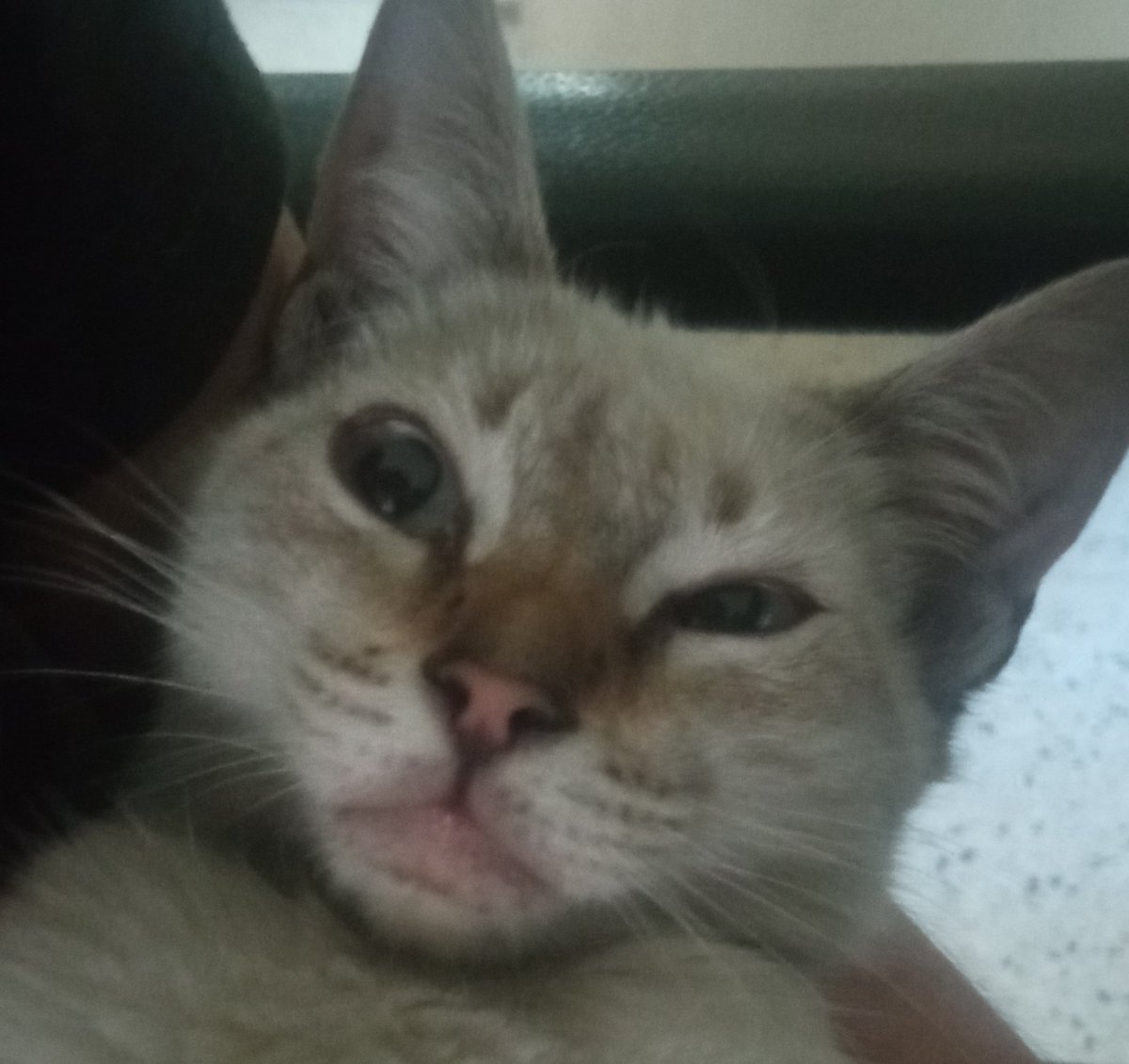 Haruki // silly 🏳️‍⚧️🇻🇪 ferret boy tweet media