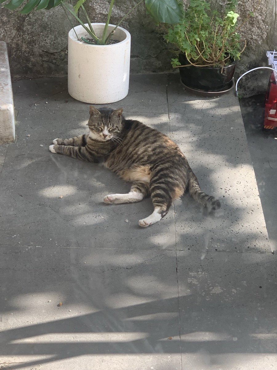 HariJung's tweet photo. 복막염 걸려서 다 죽어갈 때 3.4kg vs 현재 7.4kg

아플 때랑 건강할 때랑 털 색도 다른 것 같다. 예전에는 고양이 전염성 복막염은 걸리면 100% 사망하는 병이었는데, 이제는 치료 가능한 병이라는 걸 알려드리고 싶었음. https://t.co/FC4Lgd2Qad