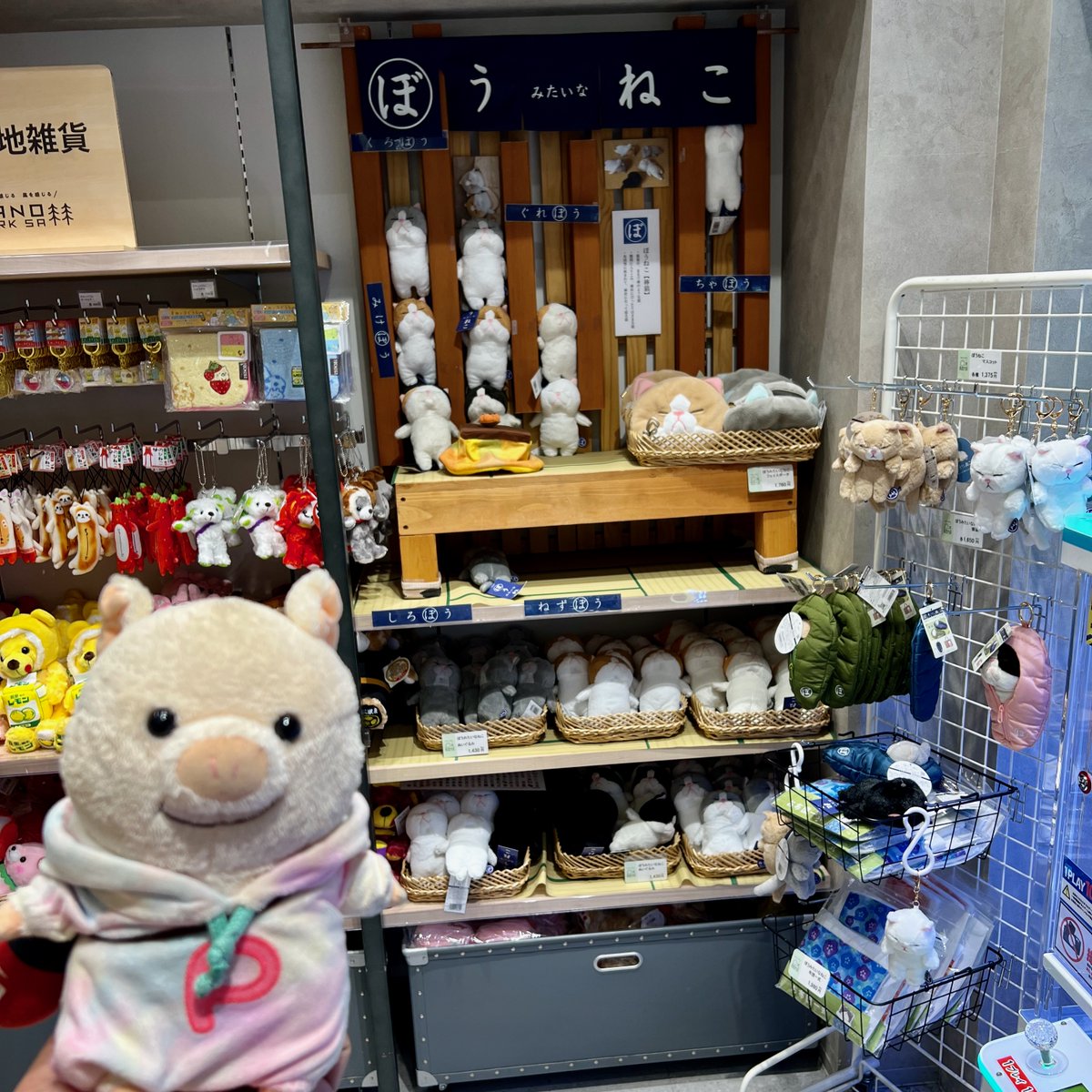 putonputon2014's tweet image. 佐野サービスエリアに #ぼうねこ さんのコーナーがあったよ。
#ぷーとん