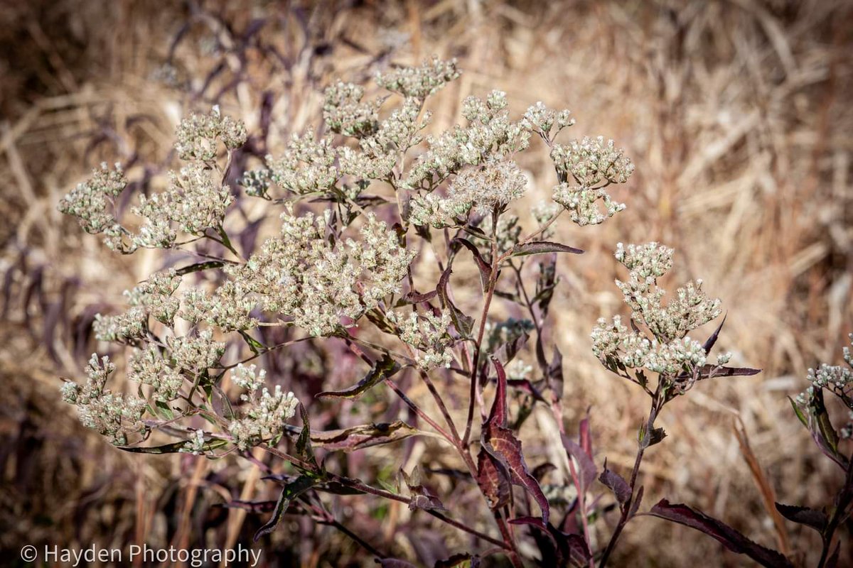 HaydenPhoto73's tweet image. Taken in Monroe County Indiana 10/26/2024. #nature #naturephoto #flowe #flowerphotography