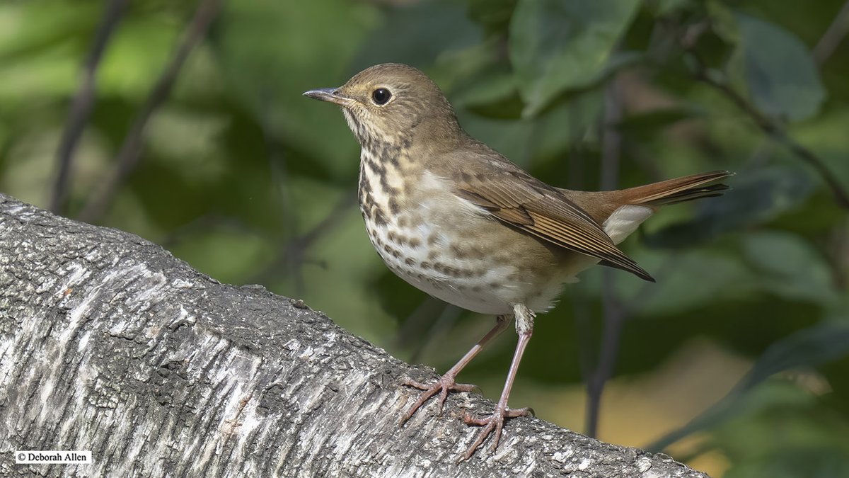DAllenNYC's tweet photo. From Saturday morning's @BirdingBobNYC walk, a Hermit Thrush in Shakespeare Garden. #birdcpp https://t.co/uBK3fmp8mC