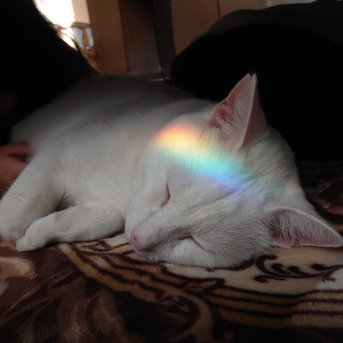 703_stella's tweet photo. 猫を愛でるだけで２時間くらい経ってしまうこの現象なんと言う
#幸せ
#保護猫と暮らす 
#真っ白猫
#ねこがすき https://t.co/jeMeobgntW