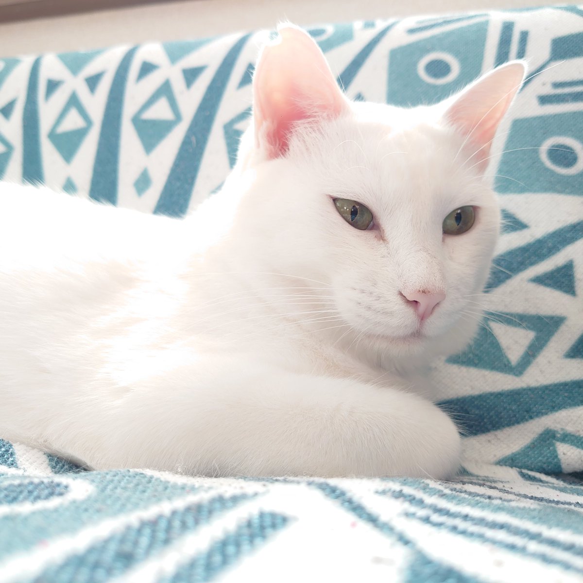 703_stella's tweet photo. 猫を愛でるだけで２時間くらい経ってしまうこの現象なんと言う
#幸せ
#保護猫と暮らす 
#真っ白猫
#ねこがすき https://t.co/jeMeobgntW
