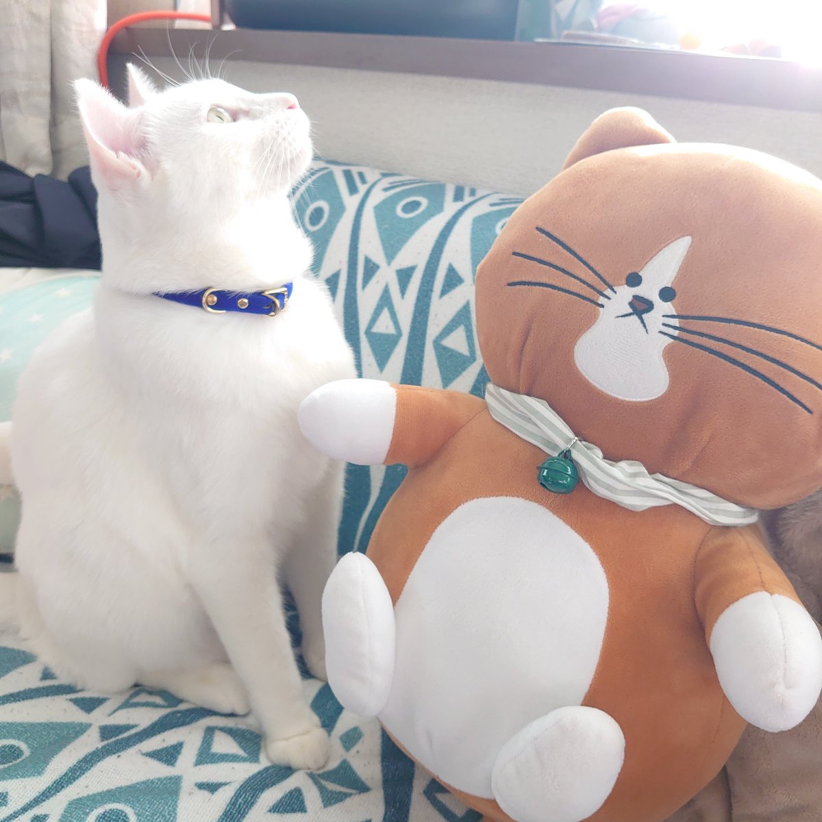 703_stella's tweet photo. 猫を愛でるだけで２時間くらい経ってしまうこの現象なんと言う
#幸せ
#保護猫と暮らす 
#真っ白猫
#ねこがすき https://t.co/jeMeobgntW