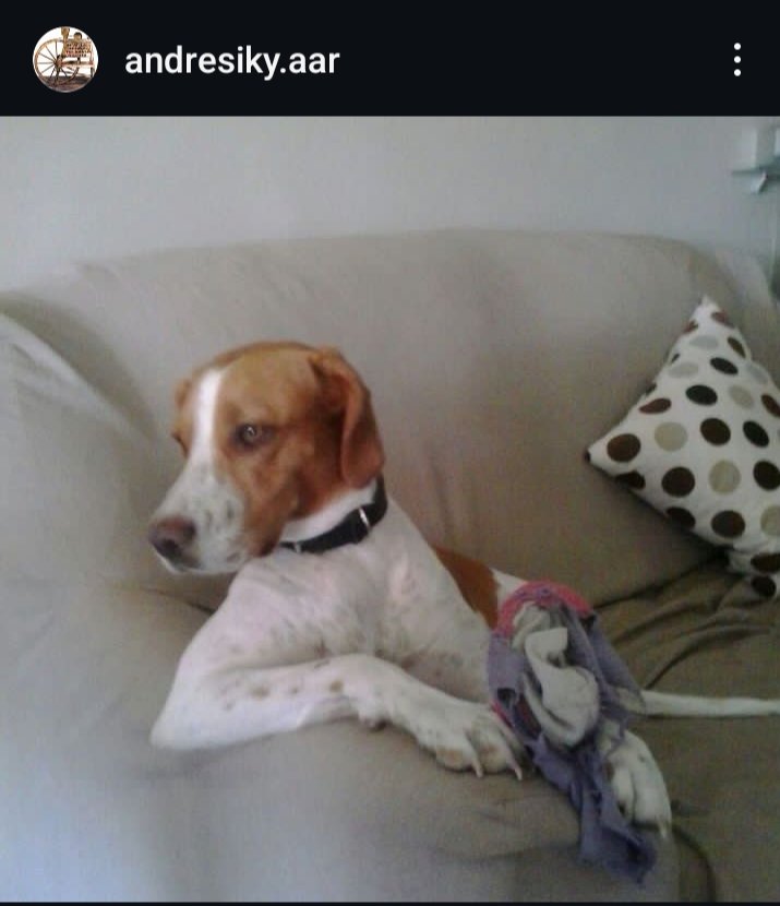 andresiky tweet media