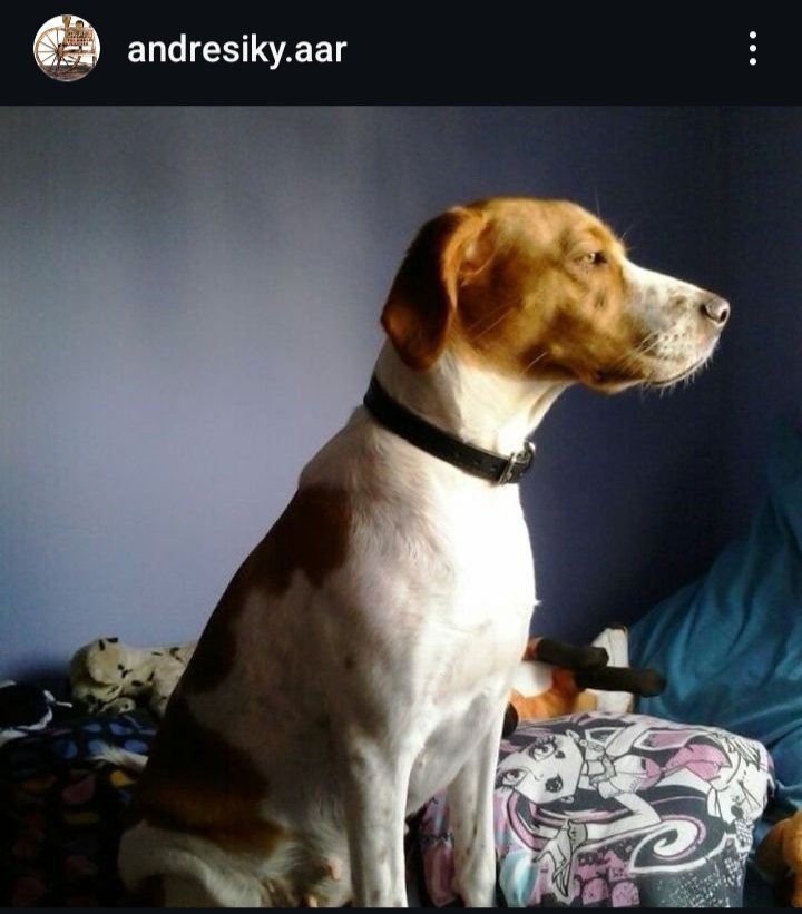 andresiky tweet media