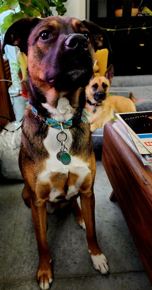 sscriqui's tweet photo. Sweet Frida getting photo-bombed by the equally adorable Millie! 🥰 #DogsForLife #MentalWellness https://t.co/xjcH6bDSHR
