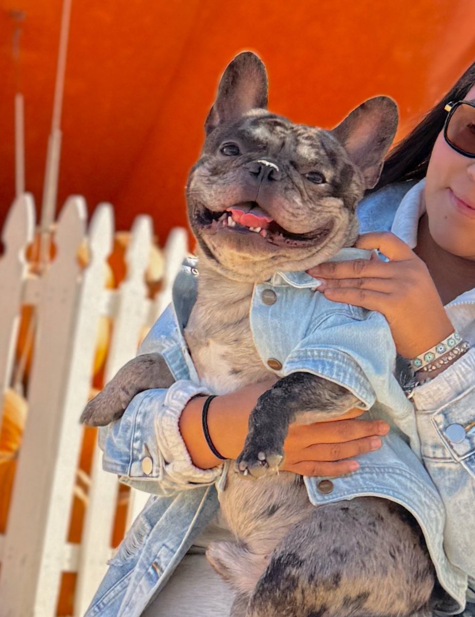 Oreo o simplemente el perro más fotogénico del mundo??