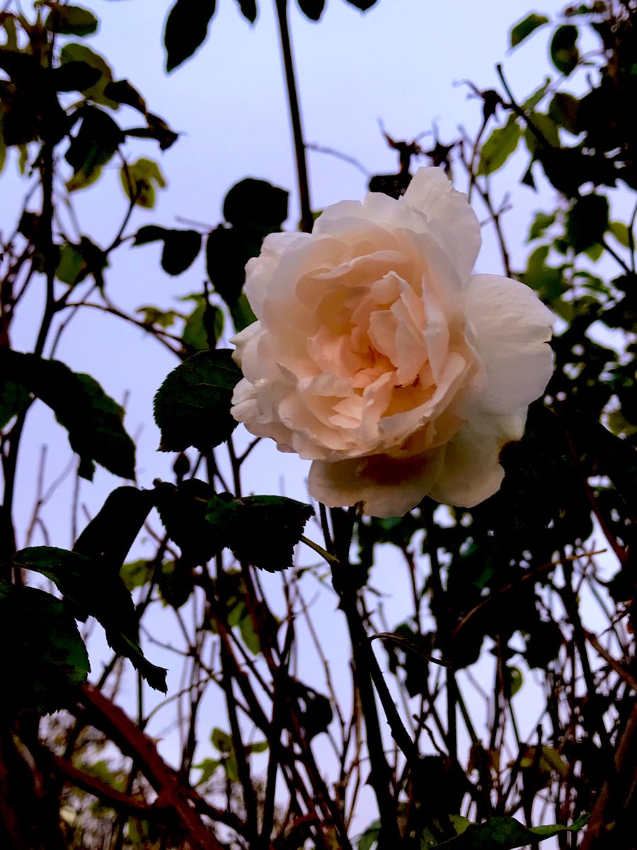 UK250463's tweet photo. Watching Us
#rose #perspectives #Streetphotography https://t.co/HDyzhypb3z