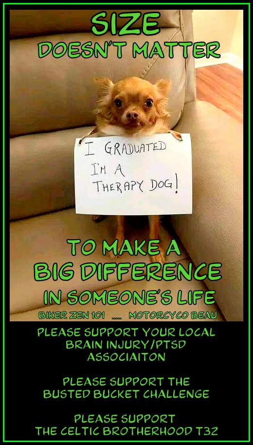 While the public usually identifies larger breed dogs as being service / therapy dogs, the reality is size isn't really relevant except in certain cases
The smaller dogs work well where space and location hamper a larger dog's movements