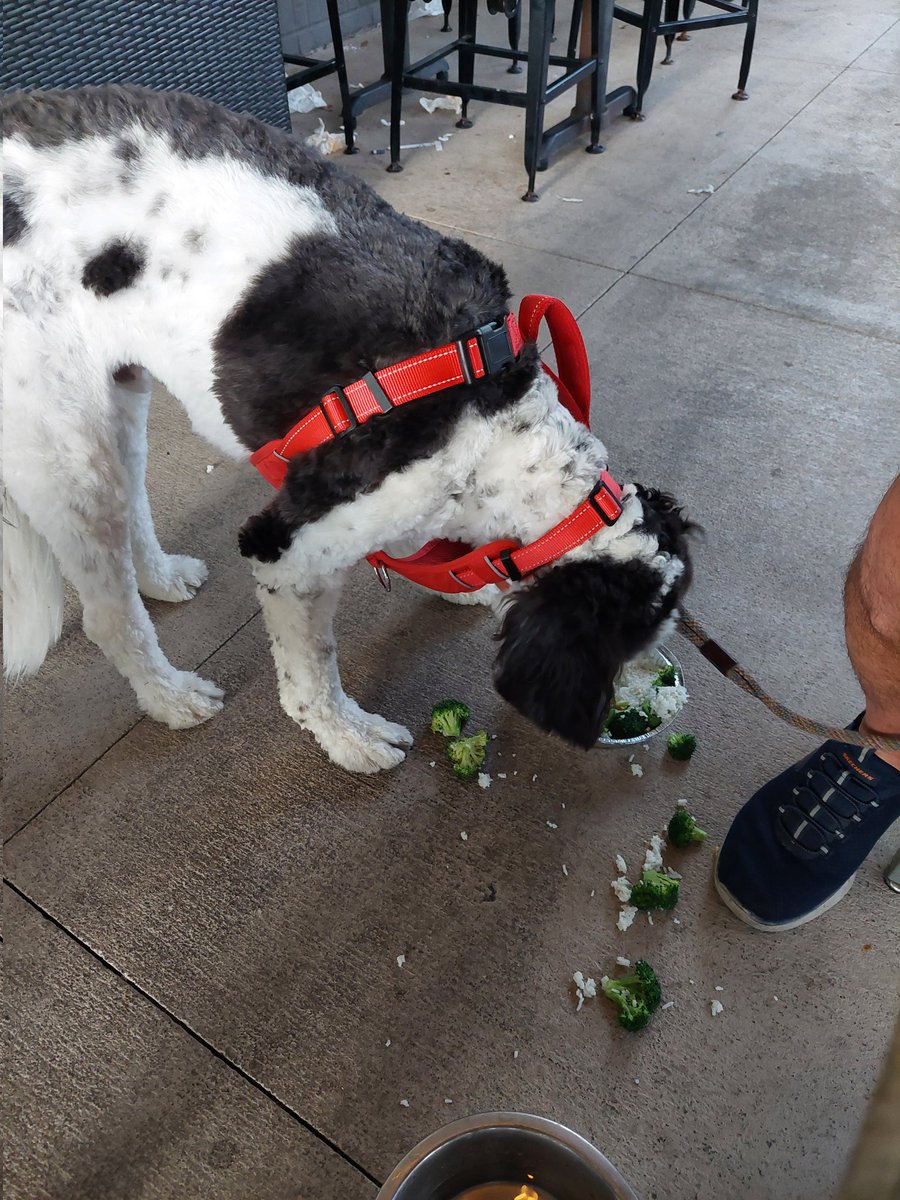 creek_moose's tweet photo. We went for dinner at our favorite place - Island Wings! Rocky tried to save some for later on his nose ๐ #bringfido #dogsoftwitter #DogsOfX https://t.co/DuSJcAYHGh