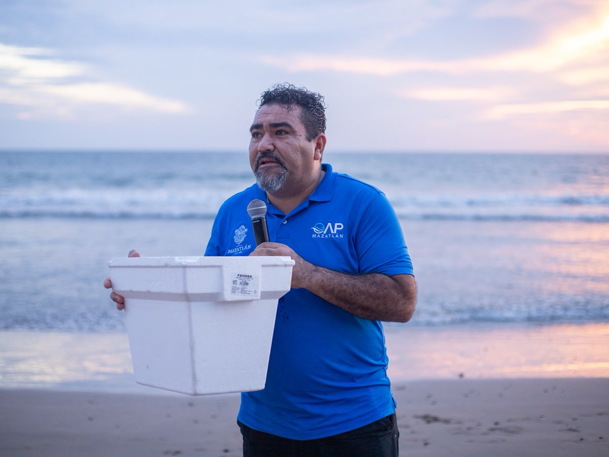 elcidresorts's tweet photo. Juntos, somos testigos de los maravillosos actos de la naturaleza 🌊🐢 Un agradecimiento especial a la Operadora y Administradora de Playas Mazatlán por permitirnos ser parte del viaje de cientos de tortugas marinas hacia la libertad en El Cid Resorts. #Sustentabilidad https://t.co/dP4CyjXBpo