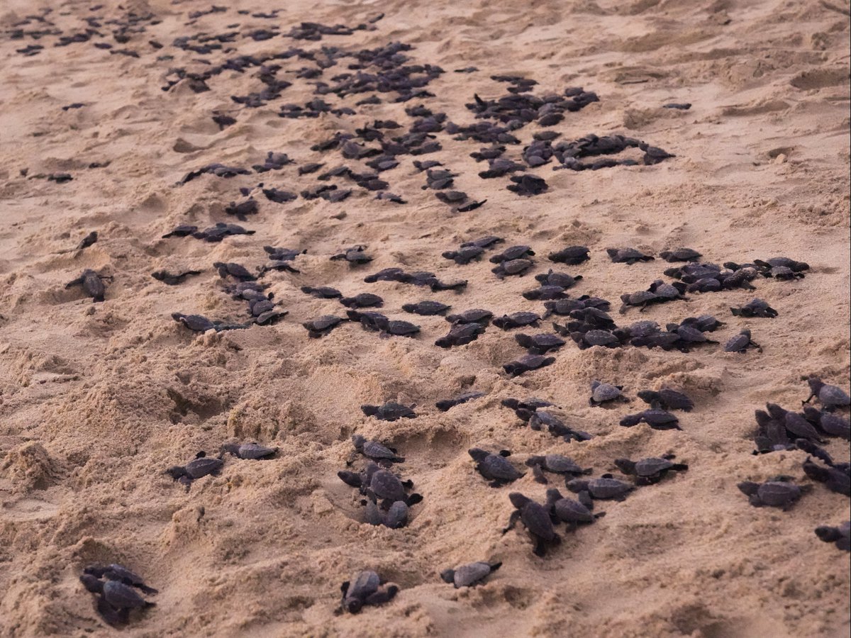 Juntos, somos testigos de los maravillosos actos de la naturaleza 🌊🐢 Un agradecimiento especial a la Operadora y Administradora de Playas Mazatlán por permitirnos ser parte del viaje de cientos de tortugas marinas hacia la libertad en El Cid Resorts. #Sustentabilidad