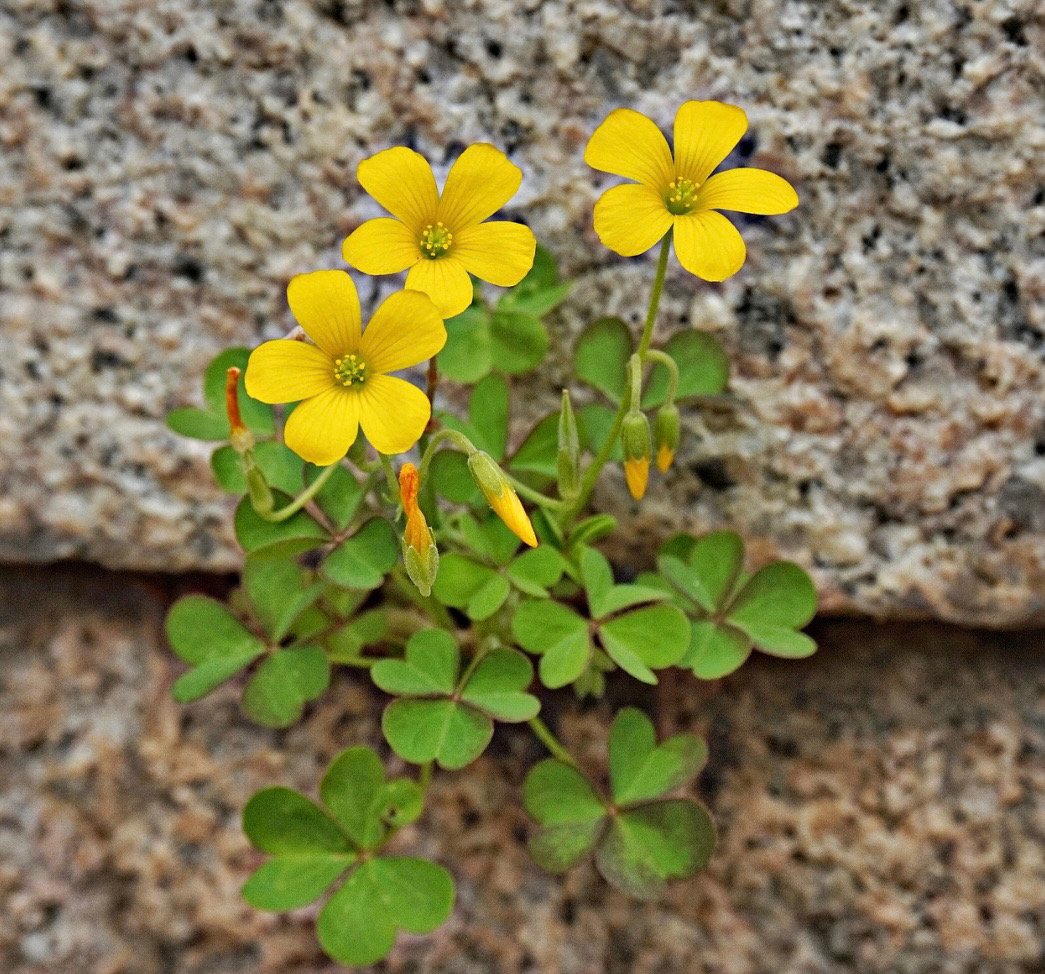 MilkywayKaoru's tweet image. ても良くて医療用帽子は脱がないといけないルールでもあるんですか❓️」と聞いたら年配女性フリーズして無言。で、被り直して投票して帰宅。医療用帽子を脱げと言われたのは初めてで流石に驚きました。人を選んで注意してるのが許せなかった。こういう年長女性からの女性蔑視・弱者蔑視もあります。