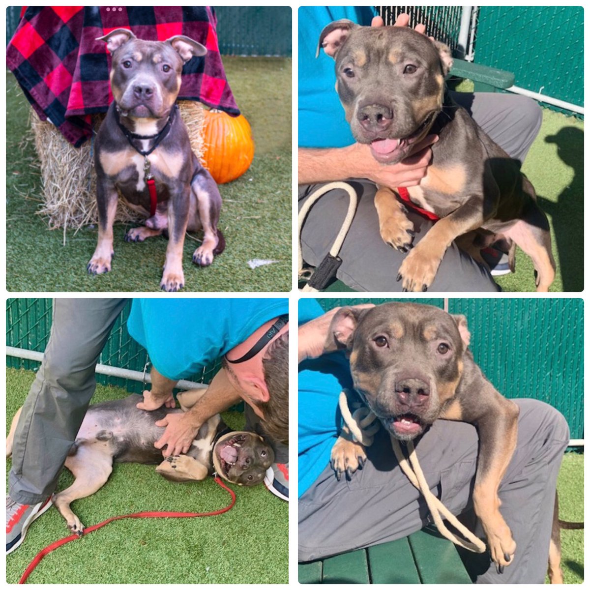 PawsnTails4TX's tweet photo. 💔🐾MATCHA. #NYCACC
TB☠️10/29
Re Listed for a 2nd chance
Found stray and underweight
Low ⬇️pledges and seems to be invisible
Kids 13+
🏡trained
Friendly & playful with all
🏥Chronic ear infections 😢
Likes meeting other🐶w/slow intros
Please #PLEDGE #FOSTER
#211129. 2yrs https://t.co/MT8Gj1GqQM