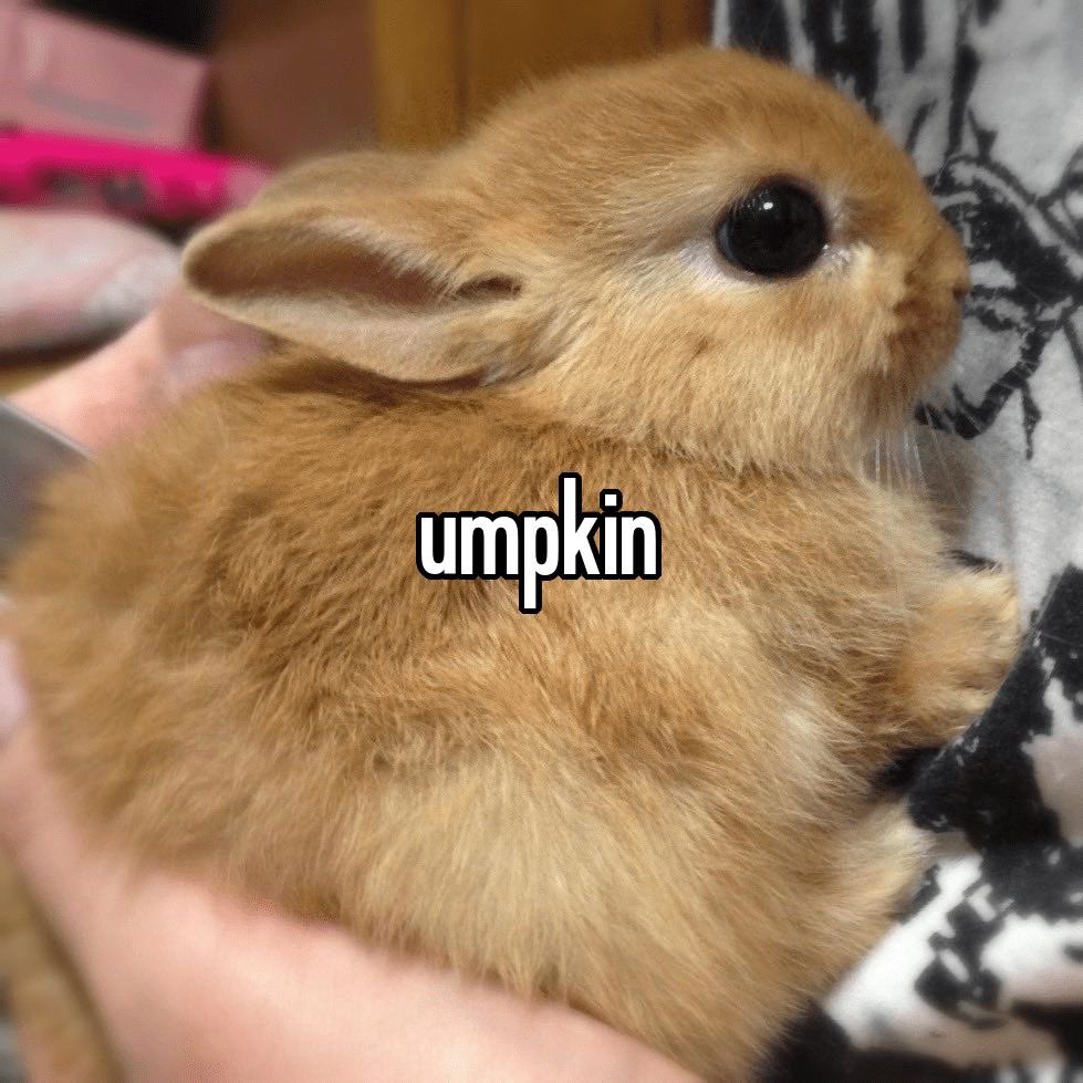Bunnies (@bunnies) on Twitter photo 