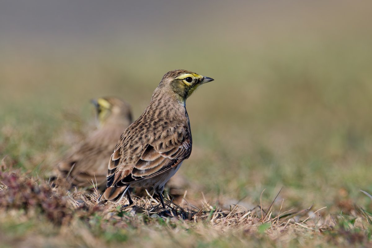 hubbnyc's tweet photo. Horned Larks in Madison, CT today
#hornedlark #fallmigration #ctwildlife #ctnaturefans #birdphotography #nikonphotography https://t.co/zDhi9FQZQC