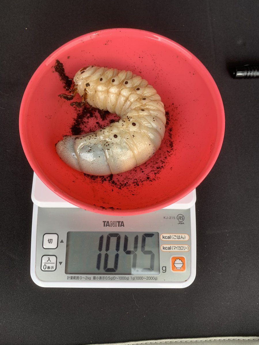 本日、子供とヘラクレスの体重測定やってます。初ブリードの子たちですが、100g超えた子も出てきて良かったです。今日は10匹ほど測定しましたが、また来週末に残りの子を測定しようと思います。
　面白くて風邪ひいてるの忘れてやってました〜✨終わったら選挙へ行ってきます‼️