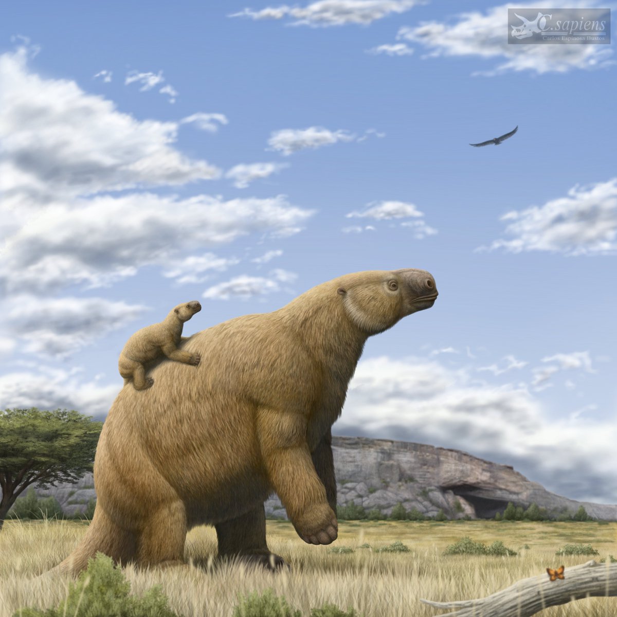 Carlost_sapiens's tweet photo. "Un mundo afuera de la cueva"
Dibujo digital de una madre Mylodon darwini junto a su cría en su lomo. El paisaje está basado en la famosa Cueva del Milodón en la región de Magallanes, Chile.

#paleoart #paleoarte #paleontology #groundsloth #mylodon https://t.co/pIeNXpOb1F