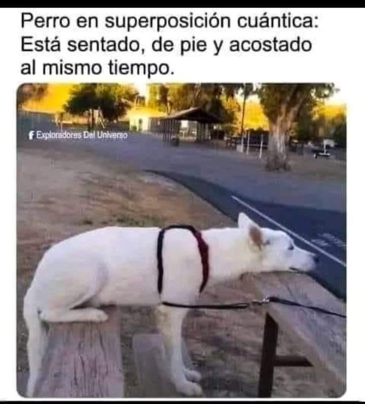 docchacon's tweet photo. @SomosBiotopia ¿se les ha perdido un perro? https://t.co/XqyjDHO8AV