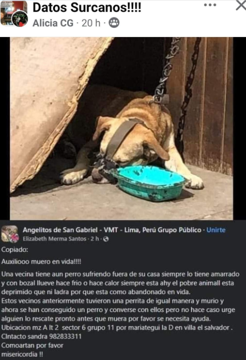 incondic_peru's tweet photo. #MaltratoAnimal #VillaElSalvador
Por favor @PoliciaPeru @FiscaliaPeru este perrito necesita ayuda, se solicita apoyo de todos los rescatista para que se visibilice este caso de maltrato.
Dirección: Mz. A Lt. 2 Sector 6 Grupo 11 Villa el Salvador. Referencia por Mariátegui, la D. https://t.co/yCfCCI9A4l