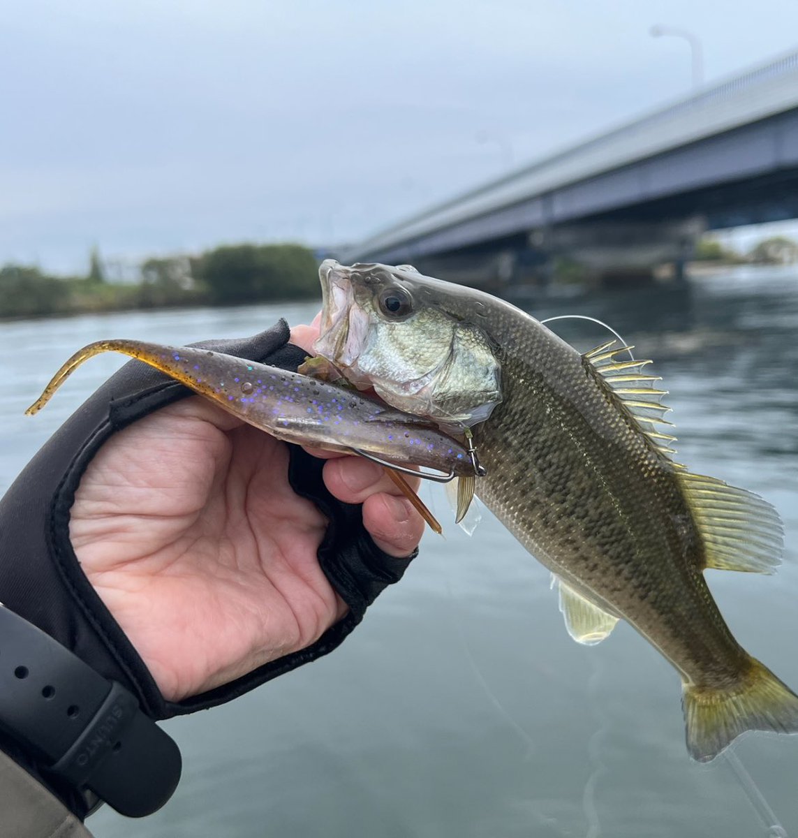 GreenLifeLike's tweet photo. 【釣果報告】
毎年恒例1年の中で秋は1番よく釣れます。小バスの中に、良型が混じる事を願いましたが無。。

クリアながら少し濁りがあって、ウィードのあるなしが割とハッキリ。雰囲気は抜群で数釣りは楽しめました😃

秋らしい気温とローライト、自然の中で気持ち良い1日を過ごせました🎣 https://t.co/B6sNO4c0L5