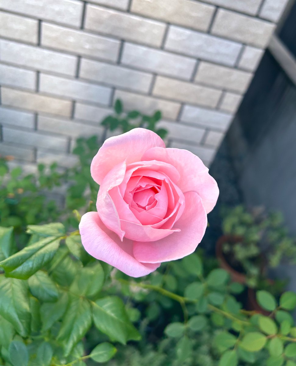 morikumiars's tweet photo. アンゲロニアのウェッジウッドブルーがバラたちとよく合います

#秋の花
#アンゲロニアエンジェルフェイスウェッジウッドブルー
#かおりかざり
#ナエマ
#レディオブシャーロット https://t.co/5Ja8C6uMqo