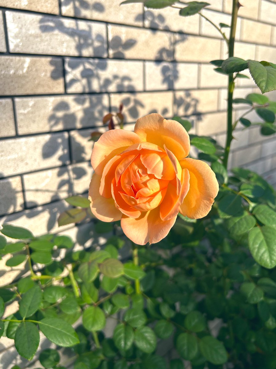 morikumiars's tweet photo. アンゲロニアのウェッジウッドブルーがバラたちとよく合います

#秋の花
#アンゲロニアエンジェルフェイスウェッジウッドブルー
#かおりかざり
#ナエマ
#レディオブシャーロット https://t.co/5Ja8C6uMqo