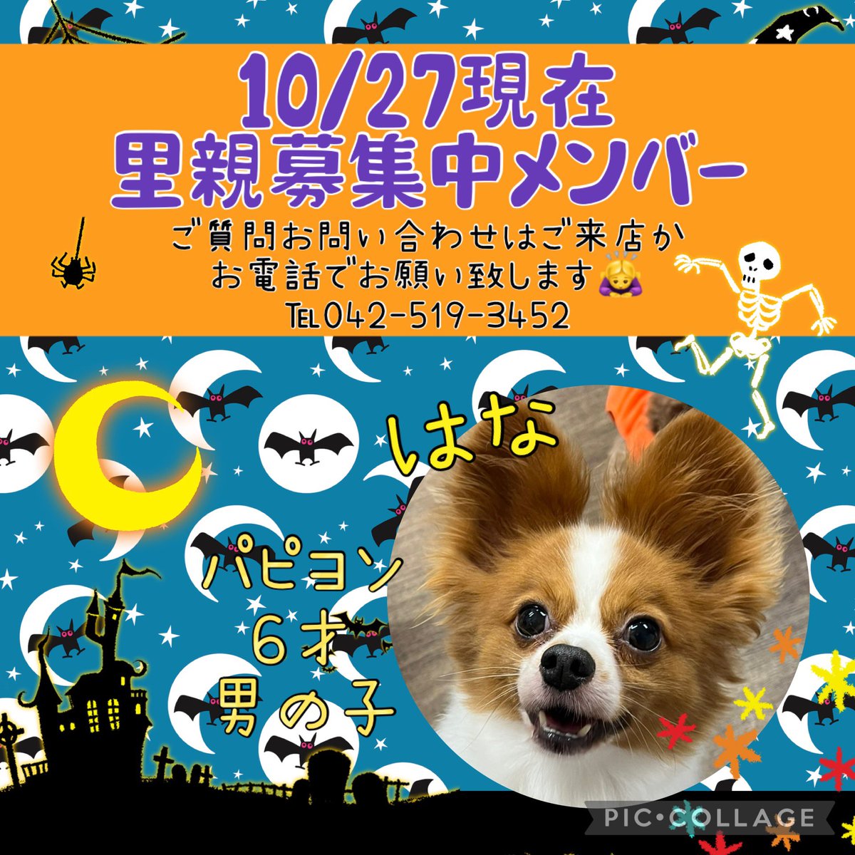 10/27現在里親募集中の🐶🐱です🙌✨ 個性豊かなメンバーがずっとの家族
