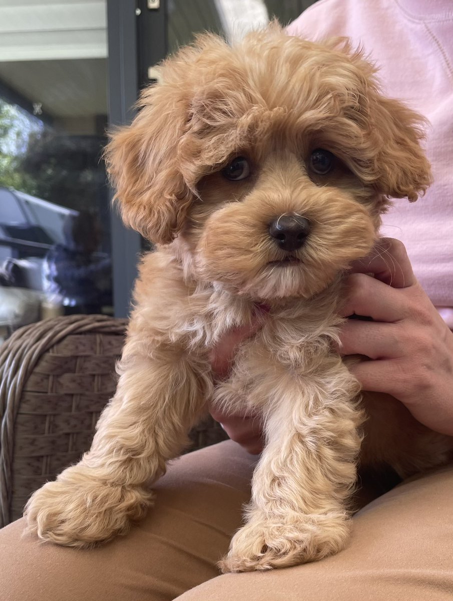 Our new addition to the family. Milo. 

#cavoodle #dogs