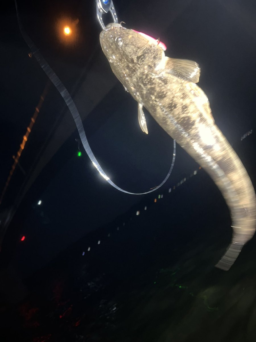 夜釣り界の闇バイト
ベイトも流れも何も無かったのに突然ゴンという当たり