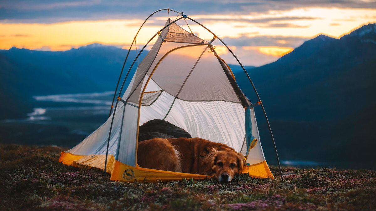 Milliethegolden's tweet photo. $MILLIE the adventure dog 🏕️ https://t.co/YSI8Mdbk6Q