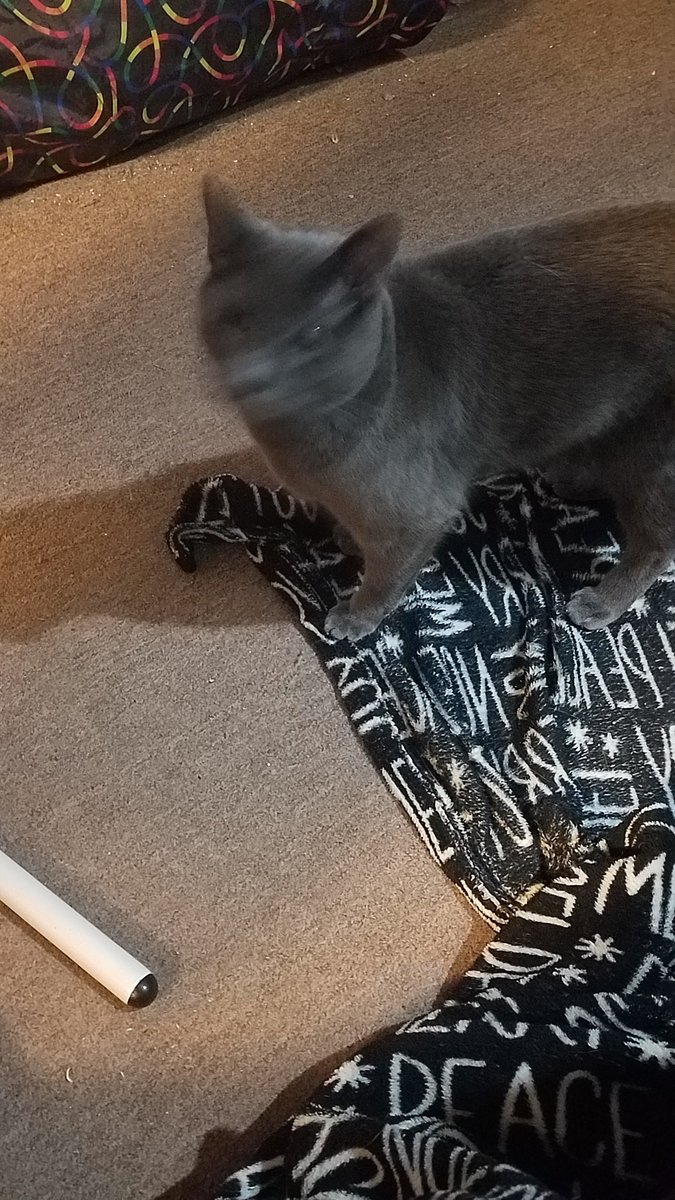 MamaN33k's tweet photo. Yesterday was so rough for me after shopping. I was sitting, had a leg cramp then felt extremely tired after. Pretty sure my hip was also subloxated. I'm doing a bit better today. Here is some cat pics.
#gofundme #chronicillness #chronicpain #gastroparesis #littlevictories #cat https://t.co/dvu6JdNeKK