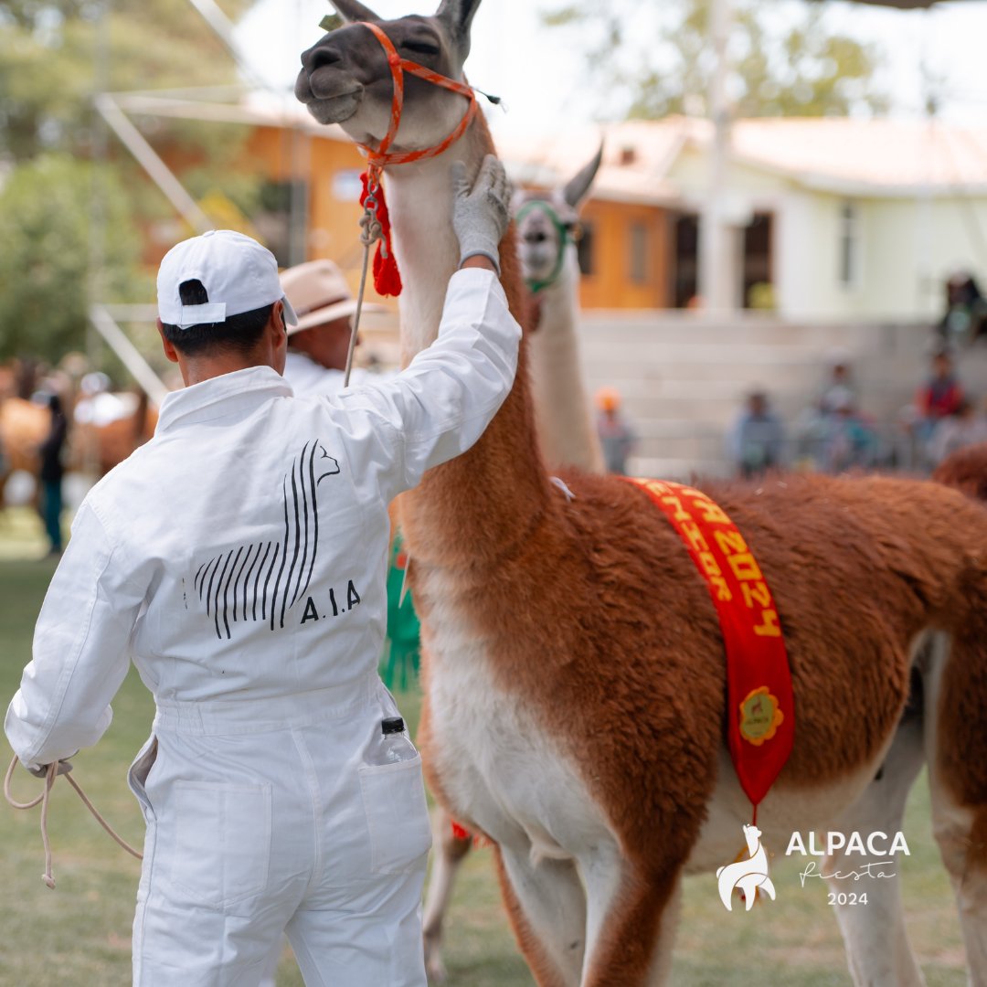 The fifth day of Alpaca Fiesta 2024 was a day full of emotions and talent. We began with the Llamas contest. To end on a high note, the Boutique Moda Perú fashion show dazzled all attendees, showcasing the creativity and sophistication that alpaca fashion can offer. #AlpacaFiesta