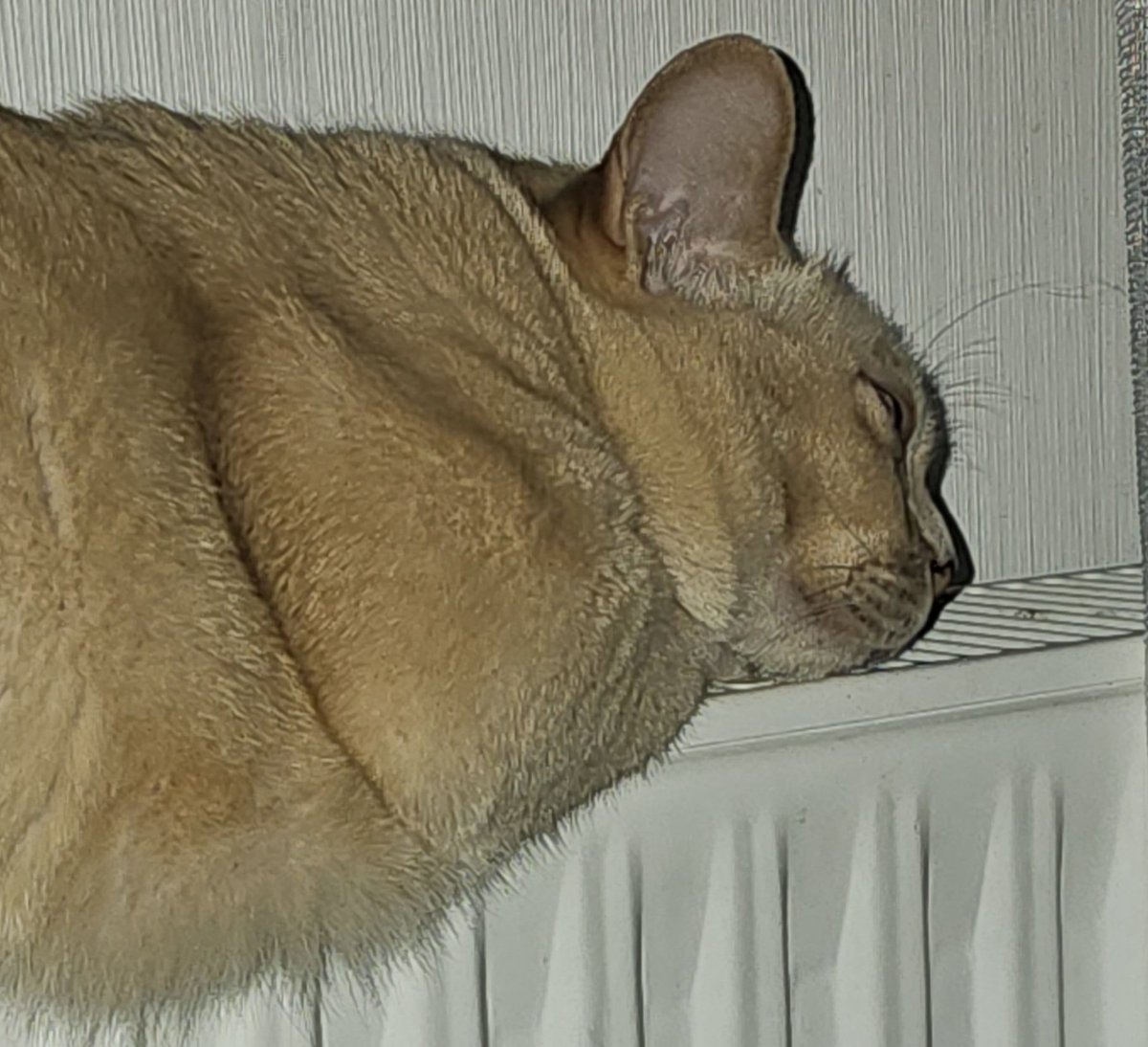 Aukstā laika prognozēšanas iekārta ieslēgusies. Jāsameklē cimdi &amp; co