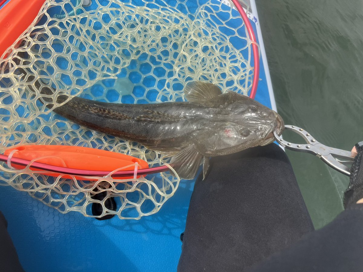 fisherman1209's tweet photo. 内房SUPフィッシング
タチウオ④
マゴチ①
先週と同じような感じで青物不在…

#supfishing 
#sic 
#タチウオ
#マゴチ 
#内房 https://t.co/QWiAtdyLwY