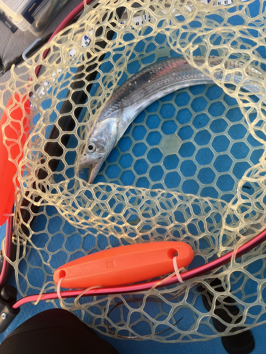 fisherman1209's tweet photo. 内房SUPフィッシング
タチウオ④
マゴチ①
先週と同じような感じで青物不在…

#supfishing 
#sic 
#タチウオ
#マゴチ 
#内房 https://t.co/QWiAtdyLwY