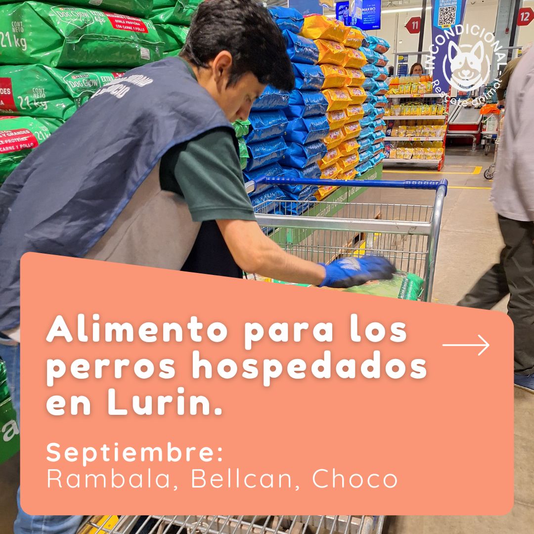 incondic_peru's tweet photo. ALIMENTO - LURIN
Gracias a @cigarra933 @nadiacarolina_ @paolits_c logramos comprar y trasladar tres sacos de Dog Chow de 21 kilos para #Rambala, #Bellcan y #Choco, que se encuentran hospedados en Lurin.
Muchas gracias chicas por su ayuda el mes de septiembre.
#apadrina #dona https://t.co/f6GVZwBdeV