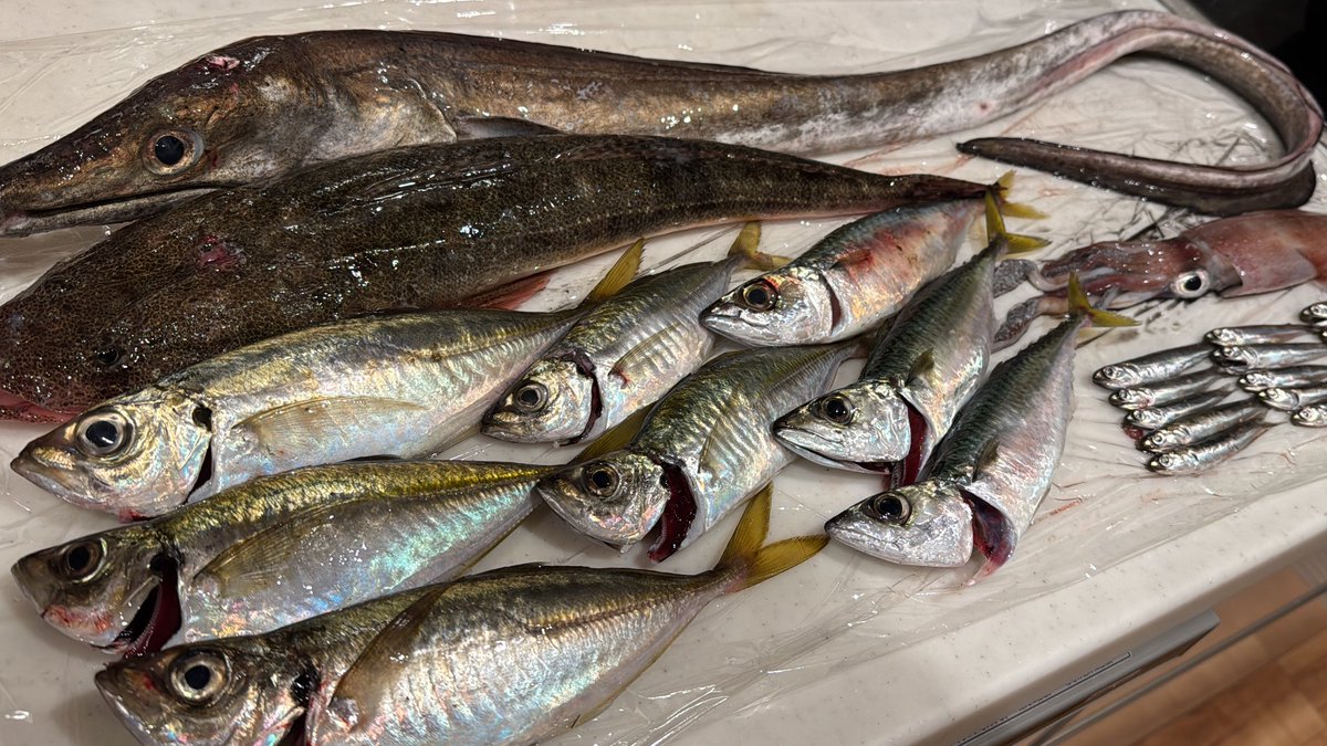 Matchan_Kitchen's tweet image. 色々釣れました💪