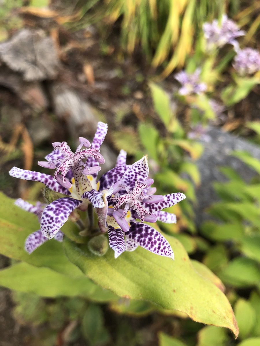 お散歩その2、公園の花壇にて。
ナチュラルな花壇で、季節ごとに見に行きたくなっちゃいます。
手入れしてる人に感謝。
#お散歩