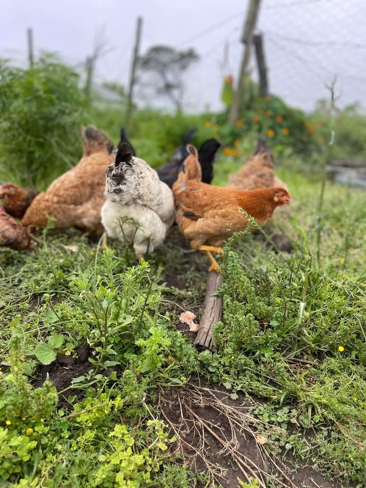 One of easiest thing to do as a farmer is to advertise your business to your peer group or to uphold your passion of profit without putting the work needed to succeed.

But in as much as your business dream worth pursuing. It will never be a passion or a hobby.

#nasfarms