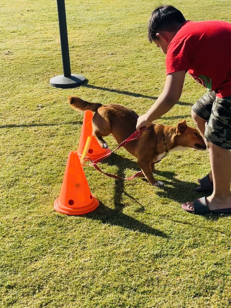 BarkBustersPhx's tweet photo. Fun event today at the Avondale Barks &amp; Treats Event. Lot of great costumes and fun on the #barkbusters agility fun rules as had by all

#dogtraining #barkbustersphoenix #doglover #dogevents https://t.co/wSHEzFZqGX
