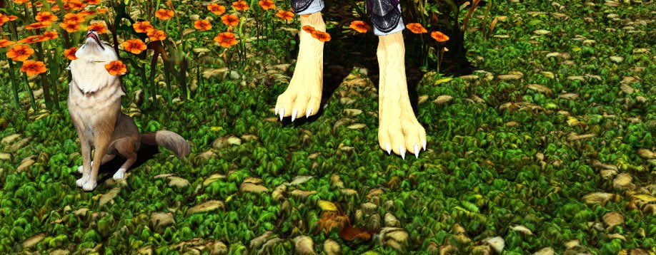 ✨ patitas ✨