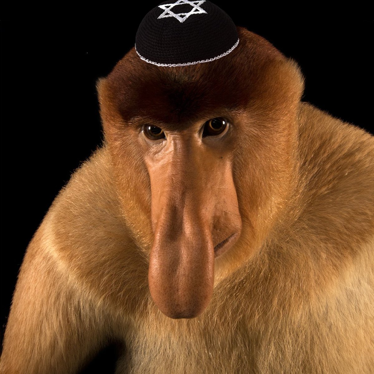 fullstackjew tweet picture