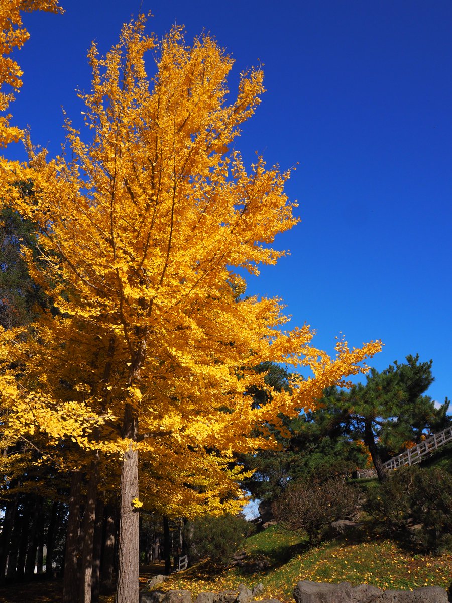 mimi_hokkaido's tweet photo. 今日は選挙のあとに買い物へ出かけただけでコレといった写真も撮れなかったので、先日リスに出会った公園のイチョウをポスト📮

よく晴れた日☀️
空の青に黄金色したイチョウが映えますね🍁

ちなみに一眼レフで映した写真は明るさやコントラストなど一切いじってませんよ～😊

#札幌紅葉
#西岡公園 https://t.co/asSGZvIiJV