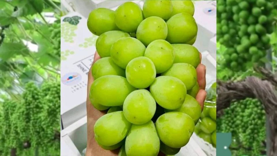 bharianmy's tweet photo. Anggur 'Shine Muscat' didakwa ada kimia berbahaya, KPKM akan siasat

#BHnasional Rangkaian Amaran Racun Perosak Thailand (Thai-PAN) memberi amaran pencemaran anggur Shine Muscat, selepas kebanyakan sampel didapati mengandungi sisa kimia berbahaya melebihi paras maksimum dibenarkan 

https://t.co/TL9KcLCBOQ