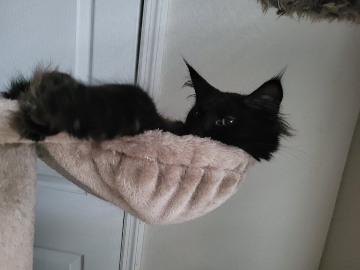 mayouncheese's tweet photo. puffy princess https://t.co/dQIlMwFpC3
