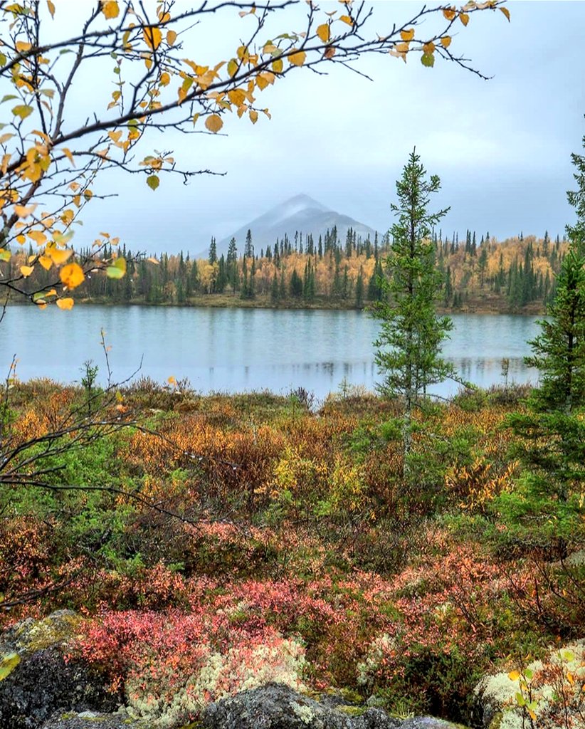 Fabiana54091377's tweet image. #shrubs #lake #branches #trees #forest #beautiful #nature #bush